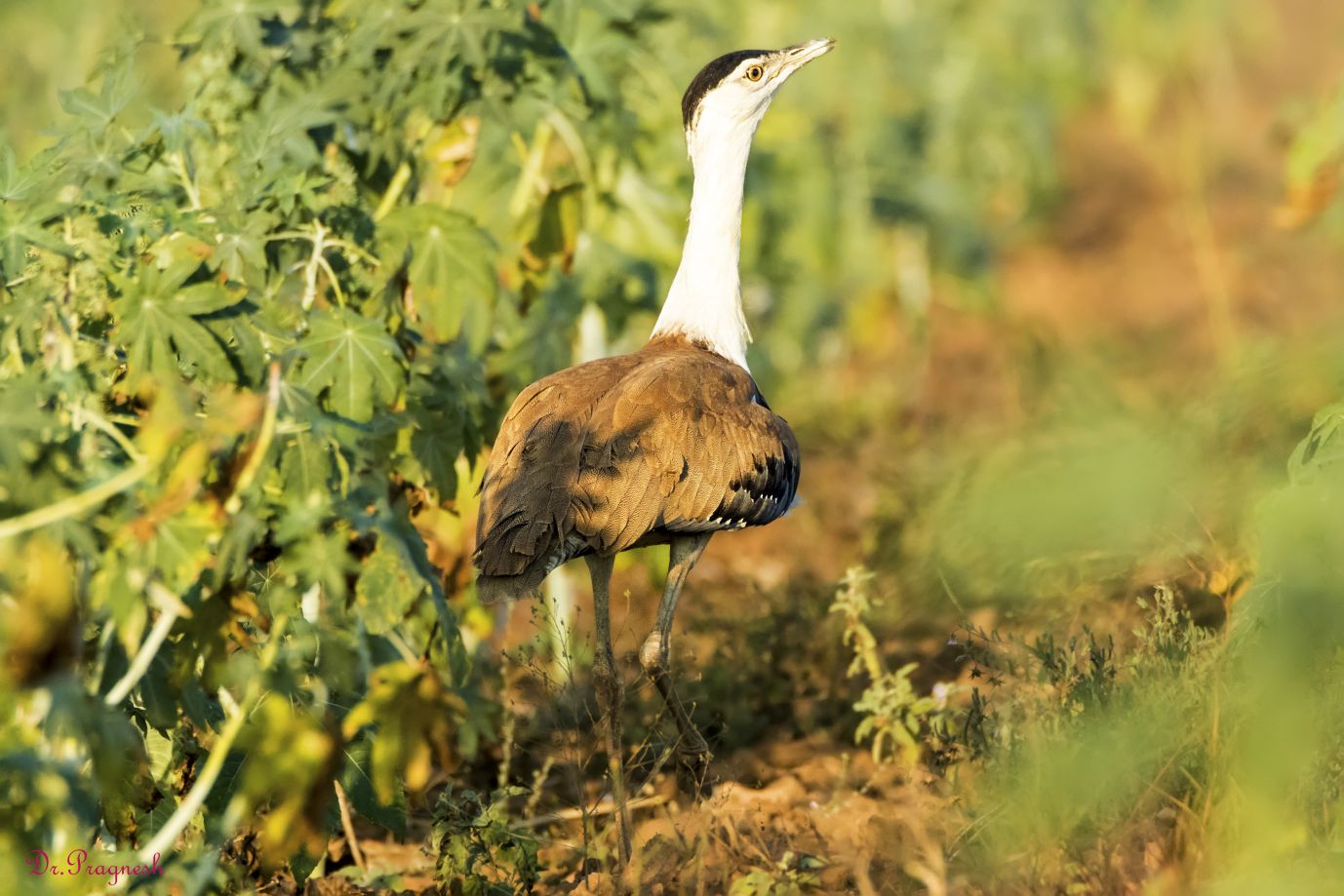 Great Indian Bustard
